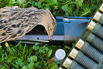 Image showing Gun, corn-crake and cartridges.