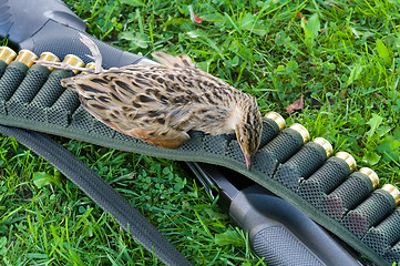 Image showing Ammunition belt, hunting gun and feathery game.