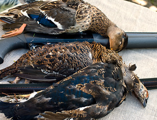 Image showing Duck and black grouses.