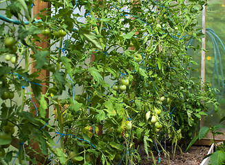 Image showing Crop of tomatoes in a hotbed.