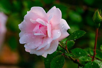 Image showing Rose after a rain