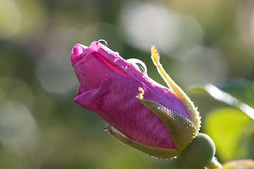 Image showing Rose bud