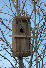 Image showing Starling nest