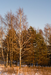 Image showing Evening forest.