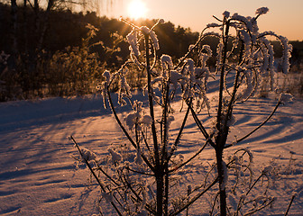 Image showing Evening wood.