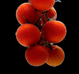 Image showing Branch of tomatoes cherry