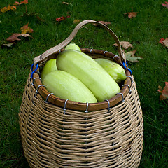 Image showing Wattled basket with vegetable marrows.