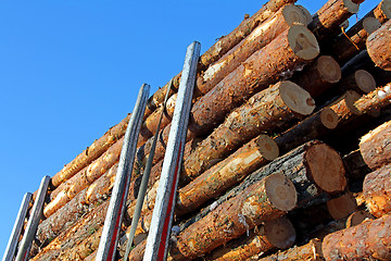 Image showing Pine Timber on Logging Trailer