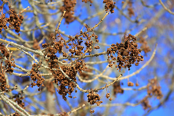 Image showing Winter Tree Blossoms against Blue Sky