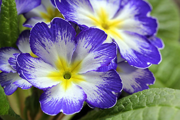 Image showing Blue and White Primrose Flowers