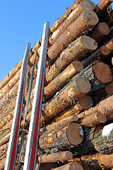 Image showing Pine Logs on Logging Trailer