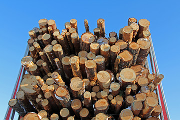 Image showing Pine Logs on Logging Semi Trailer