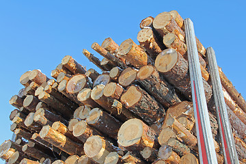 Image showing Pine Logs on Trailer