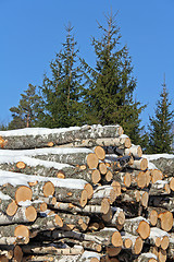 Image showing Birch Logs and Spruce Trees