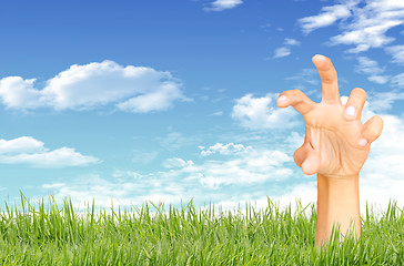 Image showing Green grass, blue sky and  hand