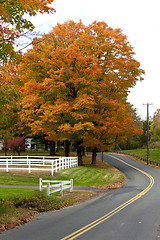 Image showing Vibrant Fall Foliage Maple Tree