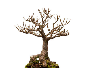 Image showing Leafless bonsai plant