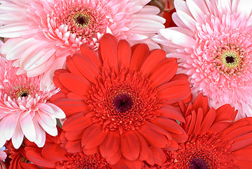 Image showing gerbera flowers