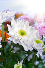 Image showing white chrysanthemums