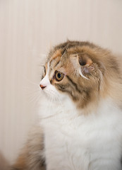 Image showing Cat