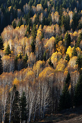 Image showing Golden forest in autumn