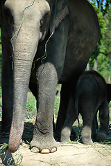 Image showing Asian elephant