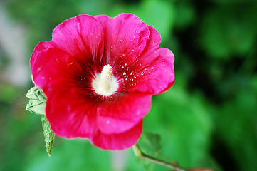 Image showing Hibiscus flower