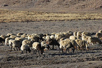 Image showing Sheep in Tibet
