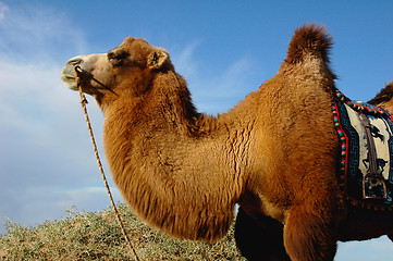 Image showing Camel