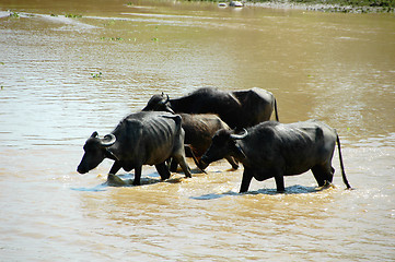 Image showing Buffalo 