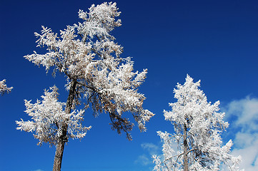 Image showing Rime in winter