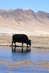 Image showing Black yak at lakeside