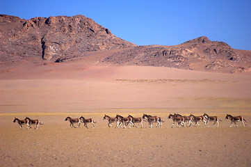 Image showing Wild donkeys in Tibet