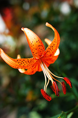 Image showing Lily flower