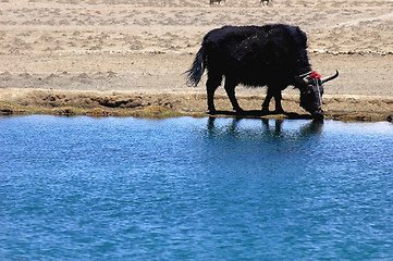 Image showing Black yak at lakeside