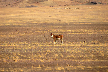 Image showing Wild donkey in Tibet