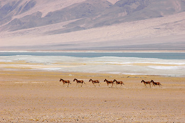 Image showing Wild donkeys