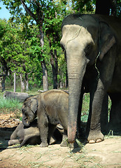 Image showing Asian elephant