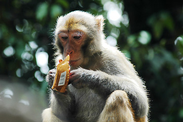 Image showing Monkey eating chocolate