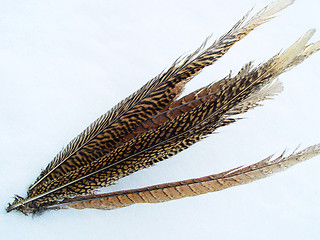 Image showing Birds feather