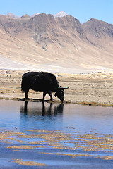 Image showing Black yak at lakeside