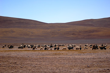 Image showing Sheep and yaks 