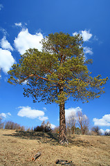 Image showing Pinus silvestris