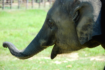 Image showing Asian elephant