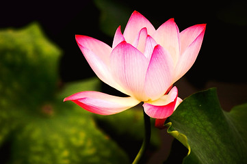 Image showing Blooming lotus