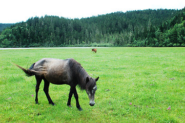 Image showing Horse on meadow