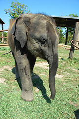 Image showing Asian elephant