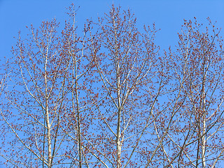 Image showing Spring poplar trees