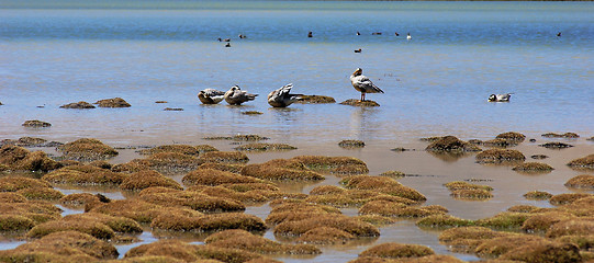 Image showing Wild birds at lakeside