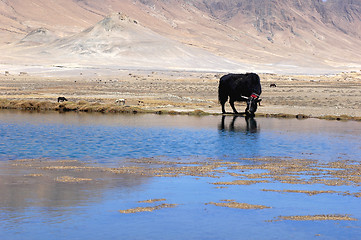 Image showing Black yak at lakeside